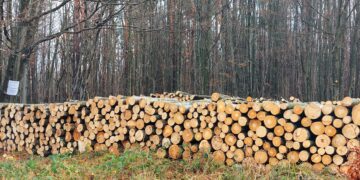 Над 107 000 кубика дърва за огрев са предоставени на физически лица в обхвата на СЦДП – Габрово през 2023 година