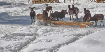 ИАГ започва проверки във всички ловностопански райони в страната
