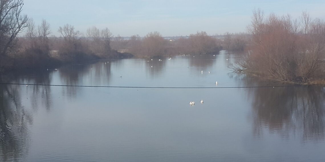 Повишаване на общата численост и видовото разнообразие на водолюбивите птици е отчетено по време на среднозимното преброяване в региона