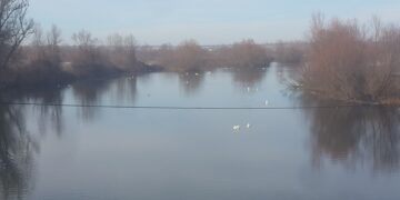 Повишаване на общата численост и видовото разнообразие на водолюбивите птици е отчетено по време на среднозимното преброяване в региона