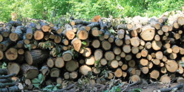 Пада цената на дървата за огрев от държавните горски и ловни стопанства