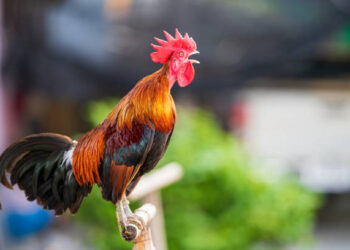 Какво празнуваме на 2 февруари? Петльовден, Сретение Господне