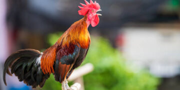 Какво празнуваме на 2 февруари? Петльовден, Сретение Господне