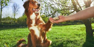 На 31 март изтича срокът за регистрация на домашни кучета