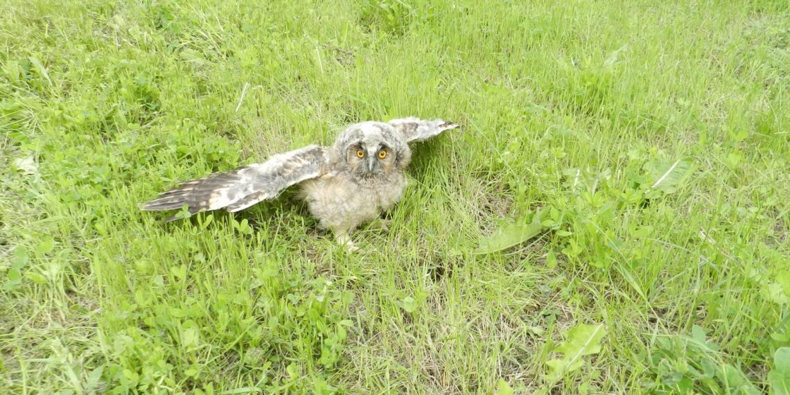 Две пострадали птици от Севлиевско са предадени за лечение в спасителен център