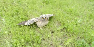 Две пострадали птици от Севлиевско са предадени за лечение в спасителен център