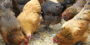 Птичият грип настъпва в областта, забраниха пазарите и изложбите на птици