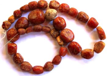 Нощ в музея: Вкаменелости на милиони години показват в Хаджистояновото училище