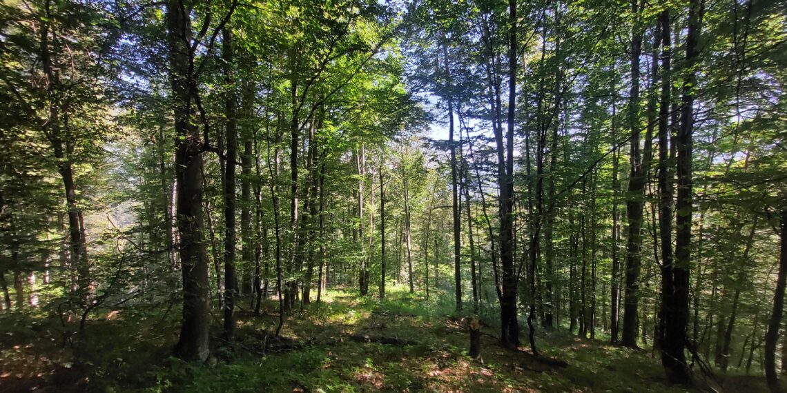 Намаляват набезите в горите на Централна Северна България