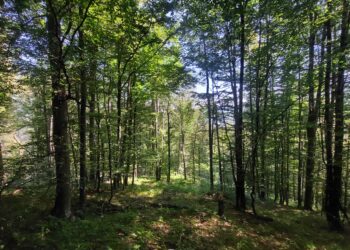 Намаляват набезите в горите на Централна Северна България