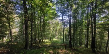 Намаляват набезите в горите на Централна Северна България