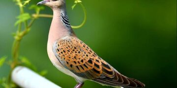 Запазва се ловът на гургулица в България