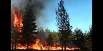 12 пожара са възникнали в горите на Централна Северна България от началото на годината