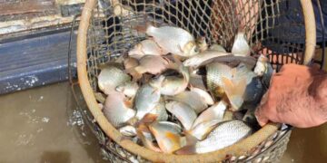 Зарибиха яз. “Александър Стамболийски” с шаран и толстолоб