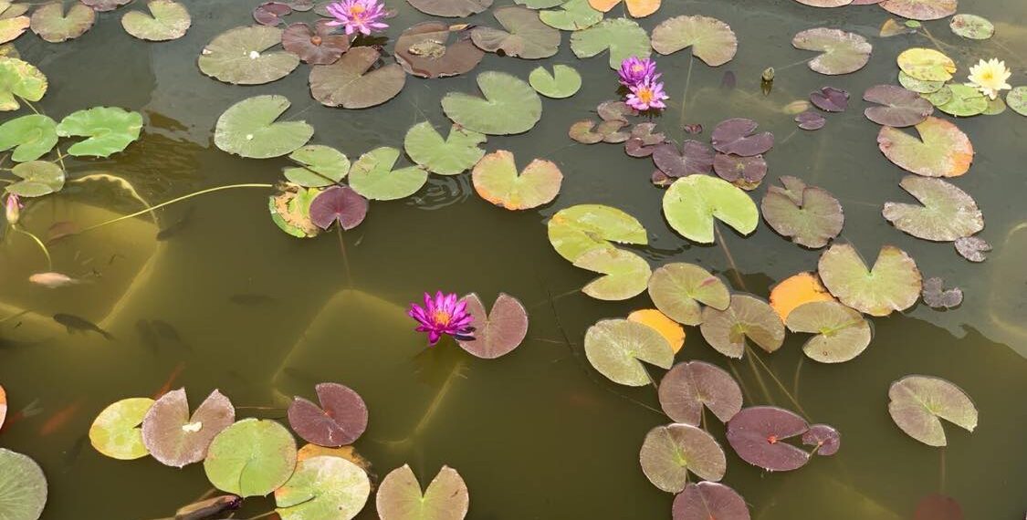 История, море и планина – събрани в края на с.Столът