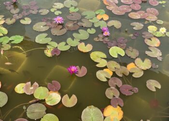 История, море и планина – събрани в края на с.Столът