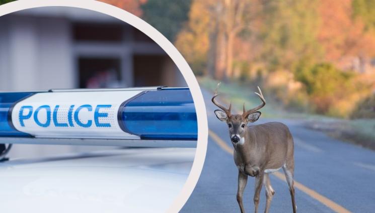 250-килограмов елен потроши БМВ край Ряховците