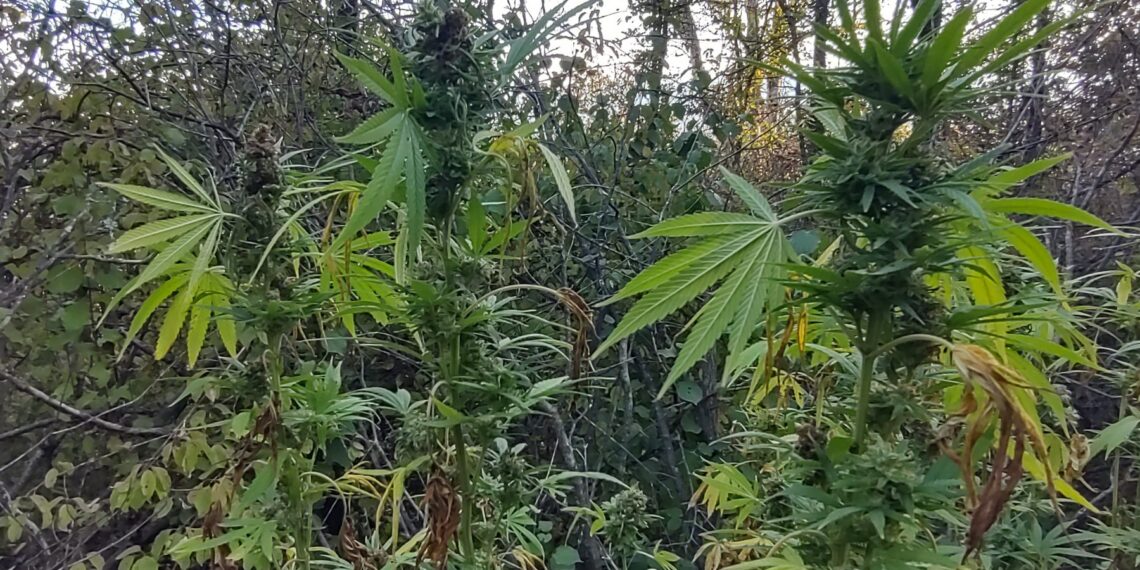 Криминалисти иззеха 81 канабисови растения, задържаха 47-годишен севлиевец