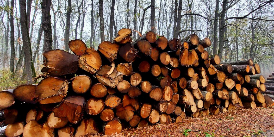 Над 81 000 кубика дърва за огрев са предоставени на физически лица в обхвата на СЦДП от началото на годината