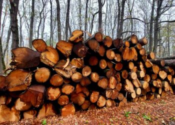 Над 81 000 кубика дърва за огрев са предоставени на физически лица в обхвата на СЦДП от началото на годината
