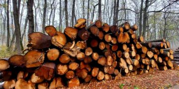 Над 81 000 кубика дърва за огрев са предоставени на физически лица в обхвата на СЦДП от началото на годината