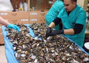 Празничните фойерверки и пиратки – удоволствие с кръв и болка…