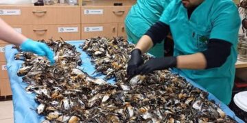 Празничните фойерверки и пиратки – удоволствие с кръв и болка…