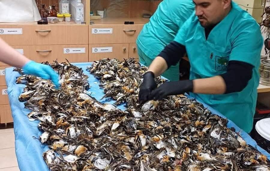 Празничните фойерверки и пиратки – удоволствие с кръв и болка…