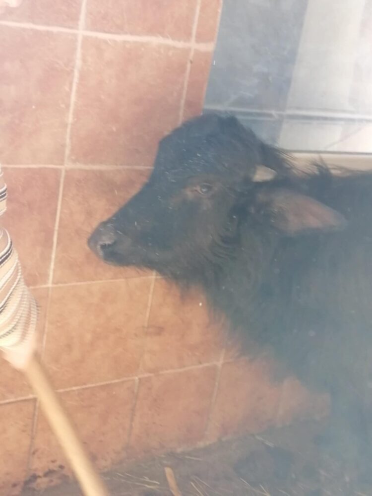 Традицията да се празнува Силвестри в с. Богатово продължава