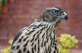 Севлиевци спасиха ястреб с ранено крило