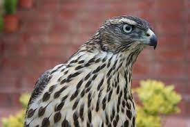 Севлиевци спасиха ястреб с ранено крило