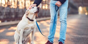 Община Севлиево призовава собствениците на домашните кучета да платят годишната такса