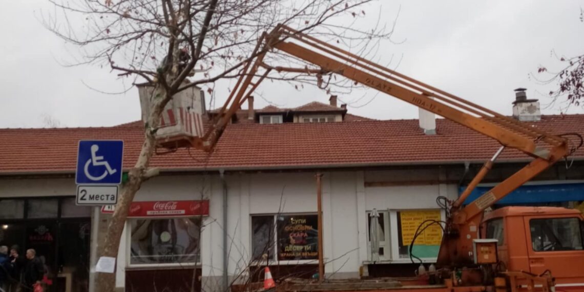 Започна пролетното подрязване на сухи клони от дърветата в Севлиево