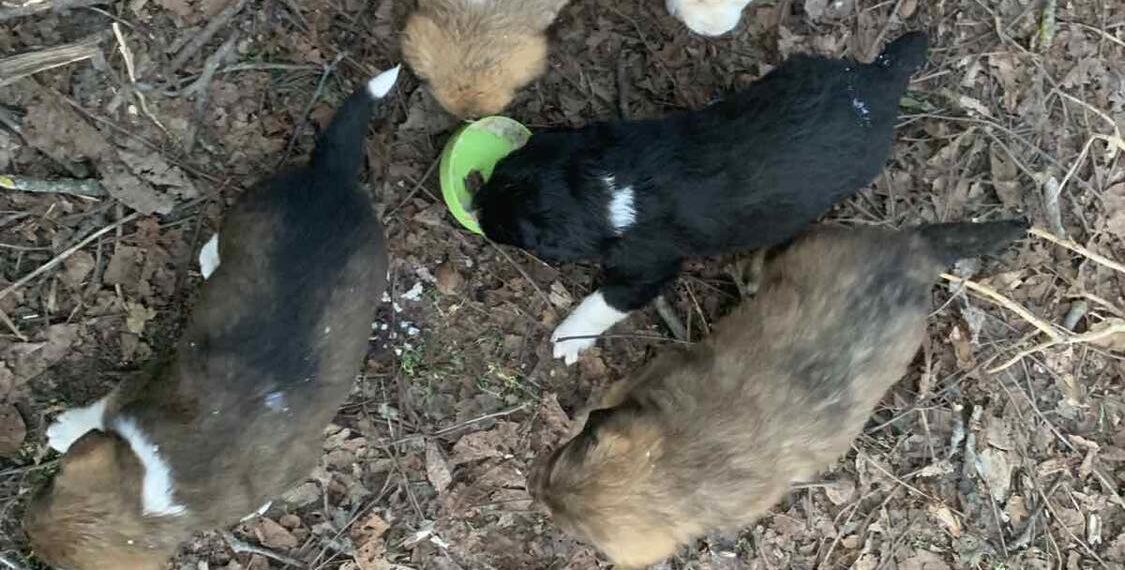 Пет малки кученца търсят дом!