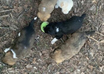 Пет малки кученца търсят дом!