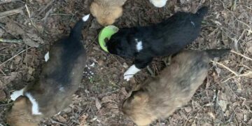 Пет малки кученца търсят дом!