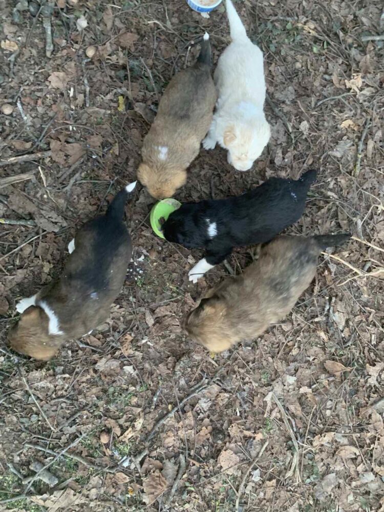 Пет малки кученца търсят дом!