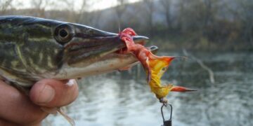 През февруари щуката и михалцата хвърлят хайвера си