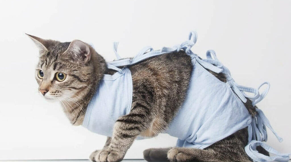 Безплатно кастрират котките на бедни хора