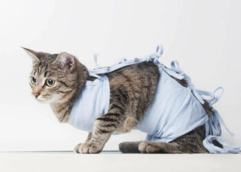 Безплатно кастрират котките на бедни хора