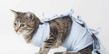 Безплатно кастрират котките на бедни хора