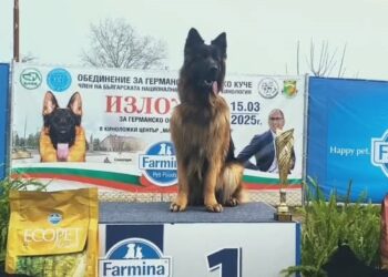 Поредно злато за немската овчарка на севлиевец