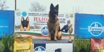 Поредно злато за немската овчарка на севлиевец