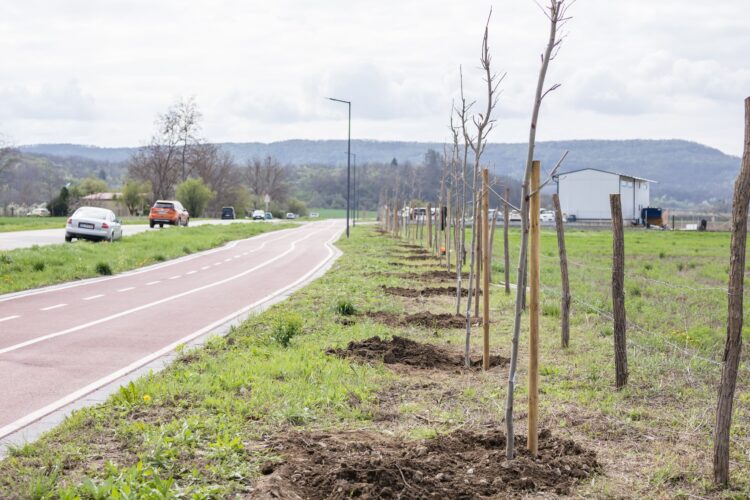 136 от общо 200 нови дръвчета засадиха севлиевци край велоалеята