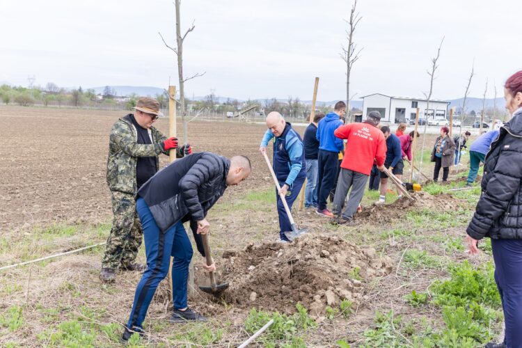 136 от общо 200 нови дръвчета засадиха севлиевци край велоалеята