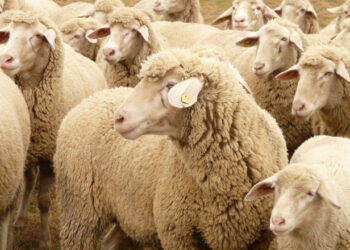 БАБХ апелира животновъдите да спазват мерките за биосигурност