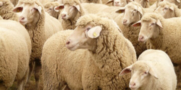 БАБХ апелира животновъдите да спазват мерките за биосигурност