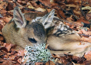Не докосвайте новородени сърнета и еленчета