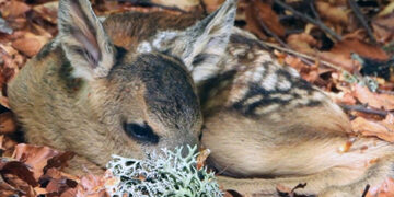Не докосвайте новородени сърнета и еленчета