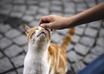 Що за човек си ти, който изпитваш удоволствие да убиваш животни?